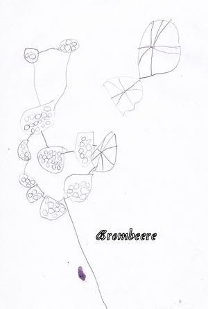 Brombeere