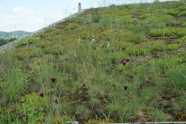 Wildes Gründach mit Karthäusernelken