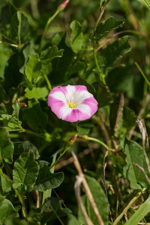 Ackerwinde
