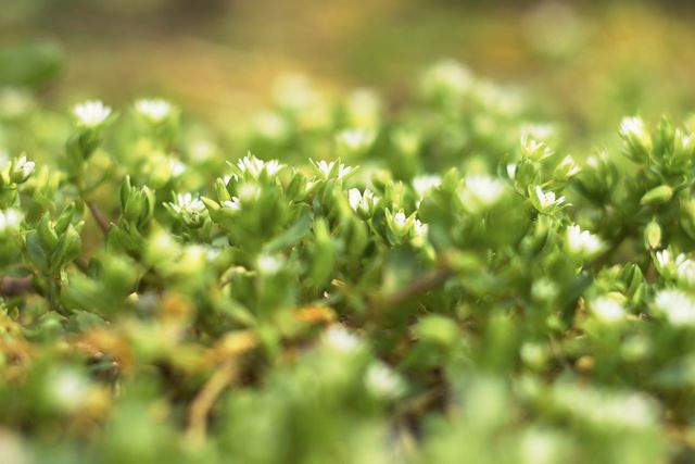 Kleinste Pflanzen mit Mini-Blüten