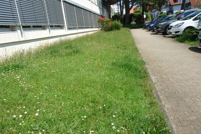 Wildwiese Rehbergschule Roßdorf