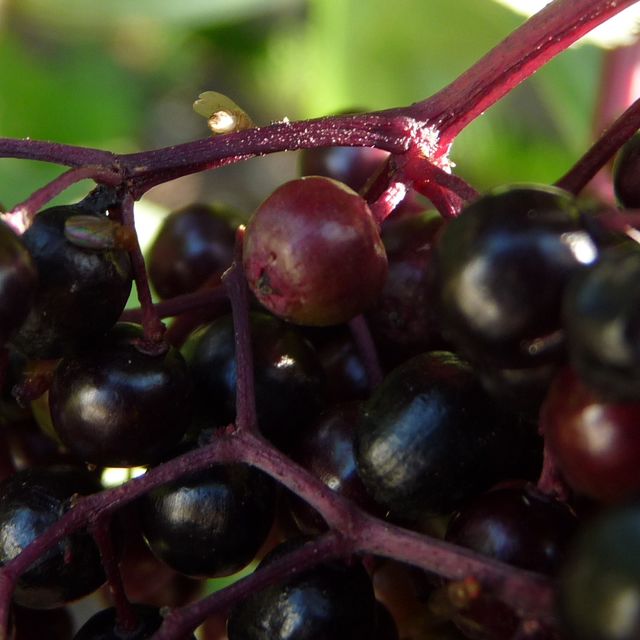 Obstfliegen sitzen auf den Beeren