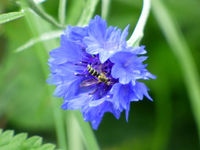 Kornblume mit Schwebfliege