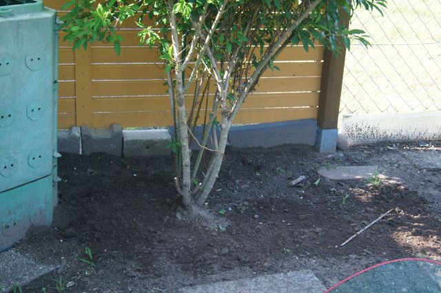 Forsythsienbaum