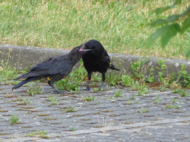 Rabenkrähe