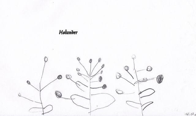 Holunder