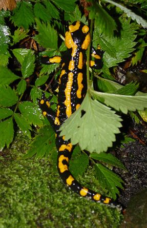 Salamander