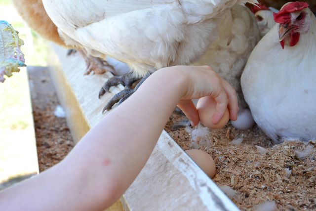Vom Huhn zum Ei