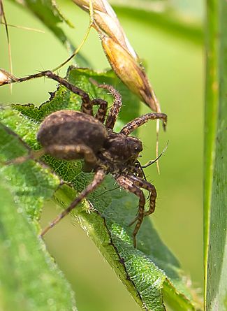 Spinne