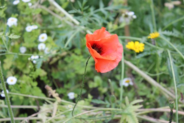 Mohnblüte