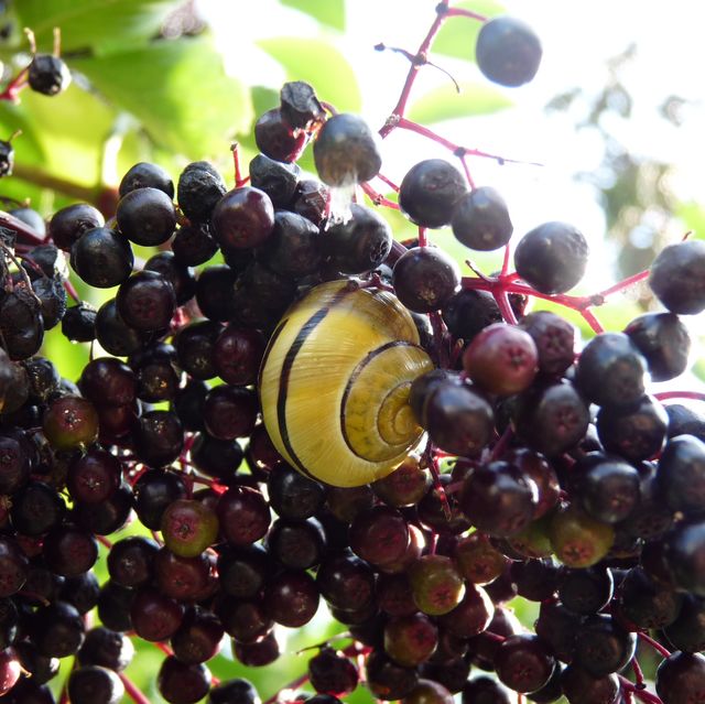 Die Holunderbeeren reifen