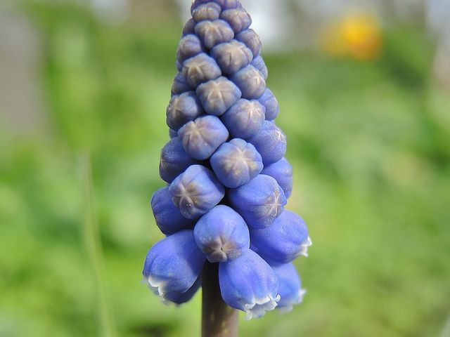 Traubenhyazinthe