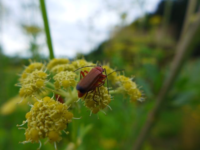 Bockkäfer auf Liebstöckel