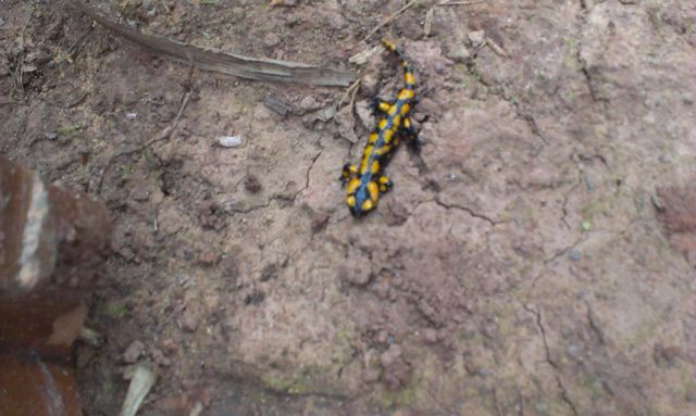 Feuersalamander