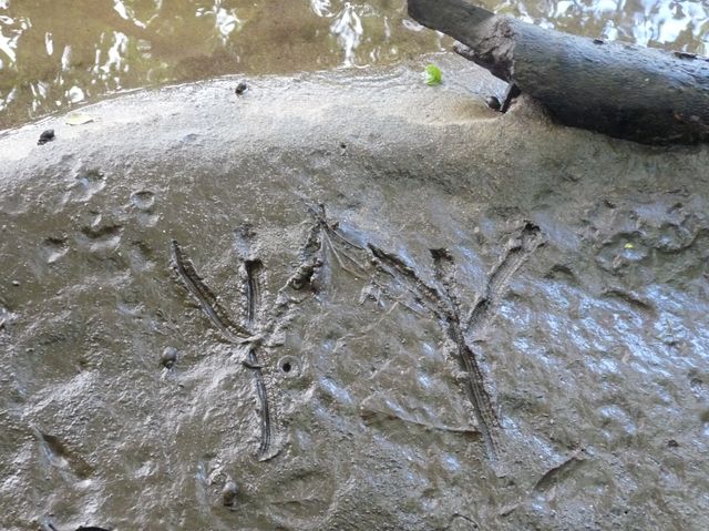 Riesen-Reiher Spur