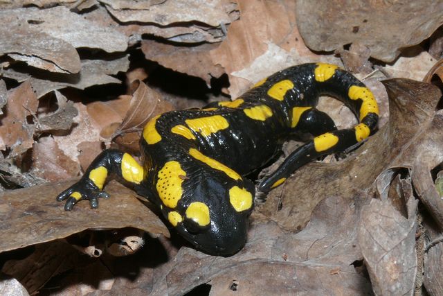Feuersalamander