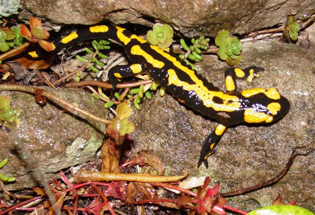 Salamander