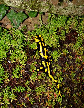 Salamander