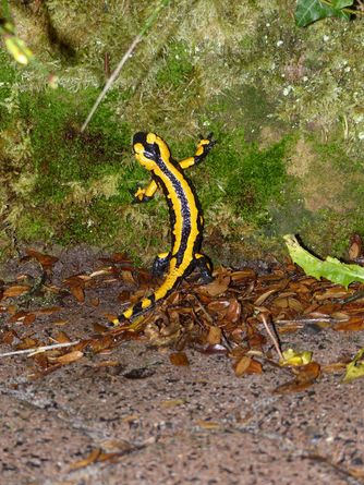Salamander