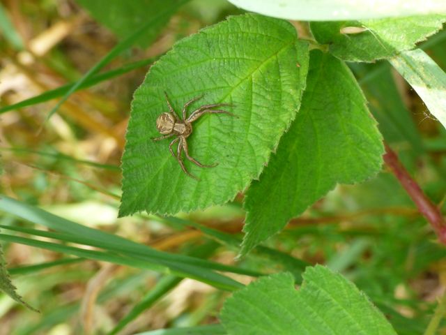 Krabbenspinne