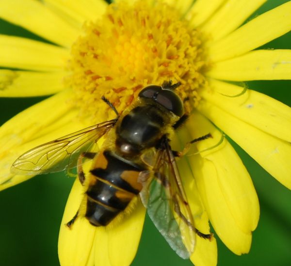 Doronicum pardalianches, Totenkopf-Schwebfliege