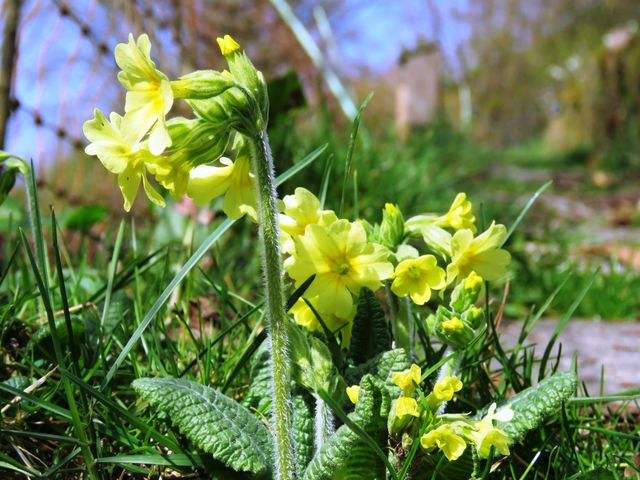 Schlüsselblumen