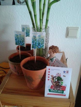 Blumen pflanzen