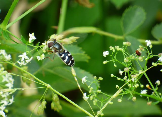Schwebfliege