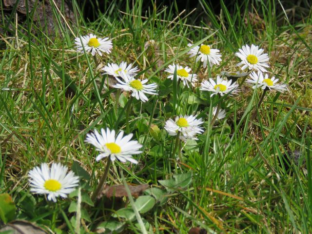Gänseblümchen